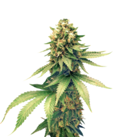 nature & cannabis free transparent png image.