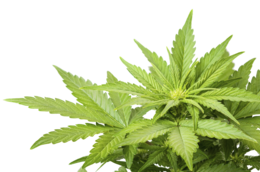 nature & Cannabis free transparent png image.