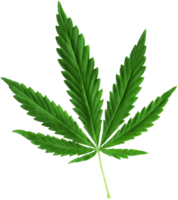 nature & Cannabis free transparent png image.