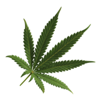 nature & Cannabis free transparent png image.