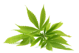 nature & Cannabis free transparent png image.