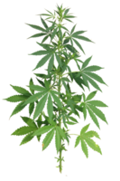 nature & Cannabis free transparent png image.