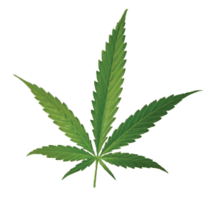 nature & cannabis free transparent png image.