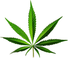 nature & Cannabis free transparent png image.