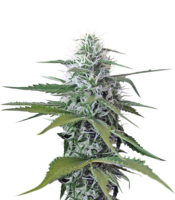 nature & Cannabis free transparent png image.