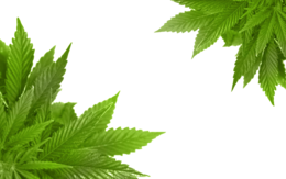 nature & cannabis free transparent png image.