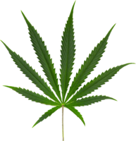 nature & Cannabis free transparent png image.