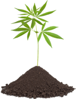 nature & cannabis free transparent png image.