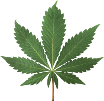 nature & Cannabis free transparent png image.