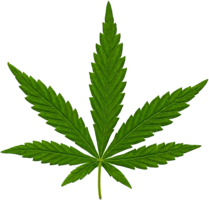 nature & Cannabis free transparent png image.