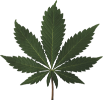 nature & cannabis free transparent png image.