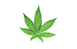 nature & Cannabis free transparent png image.