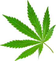 nature & cannabis free transparent png image.