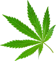 nature & Cannabis free transparent png image.