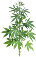 nature & Cannabis free transparent png image.