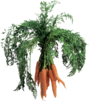 vegetables & carrot free transparent png image.