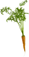 vegetables & carrot free transparent png image.