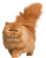 animals & cats free transparent png image.