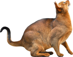 animals & cats free transparent png image.