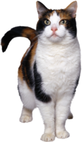 animals & cats free transparent png image.