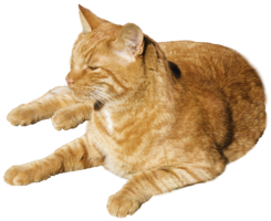 animals & cats free transparent png image.