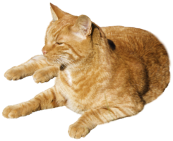 animals & Cats free transparent png image.