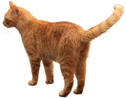 animals & cats free transparent png image.