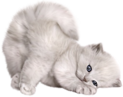 animals & cats free transparent png image.