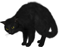 animals & cats free transparent png image.