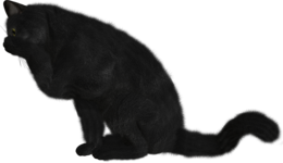 animals & cats free transparent png image.