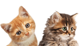 animals & cats free transparent png image.