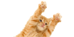 animals & cats free transparent png image.