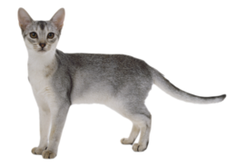 animals & Cats free transparent png image.