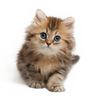 animals & Cats free transparent png image.