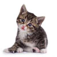 animals & Cats free transparent png image.