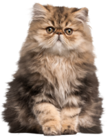 animals & cats free transparent png image.