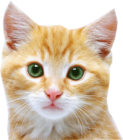 animals & cats free transparent png image.