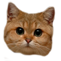 animals & cats free transparent png image.