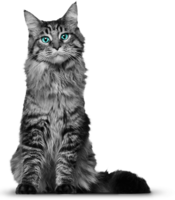 animals & cats free transparent png image.