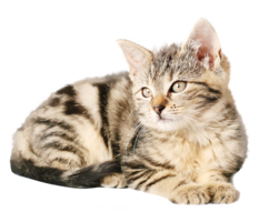 animals & cats free transparent png image.