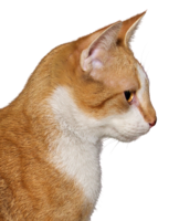 animals & cats free transparent png image.