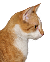 animals & cats free transparent png image.
