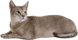 animals & cats free transparent png image.