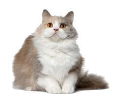 animals & cats free transparent png image.