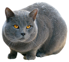 animals & cats free transparent png image.