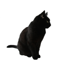 animals & Cats free transparent png image.