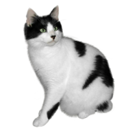 animals & cats free transparent png image.
