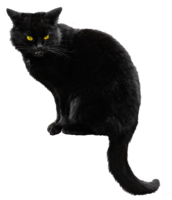 animals & cats free transparent png image.