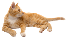 animals & cats free transparent png image.
