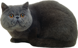 animals & cats free transparent png image.